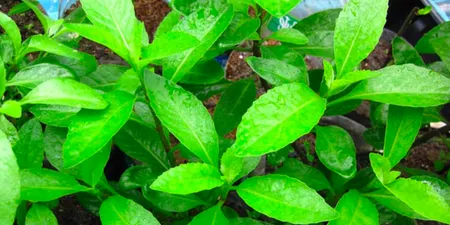 Cây kim thất là gì? Đặc điểm, công dụng và những lưu ý khi sử dụng