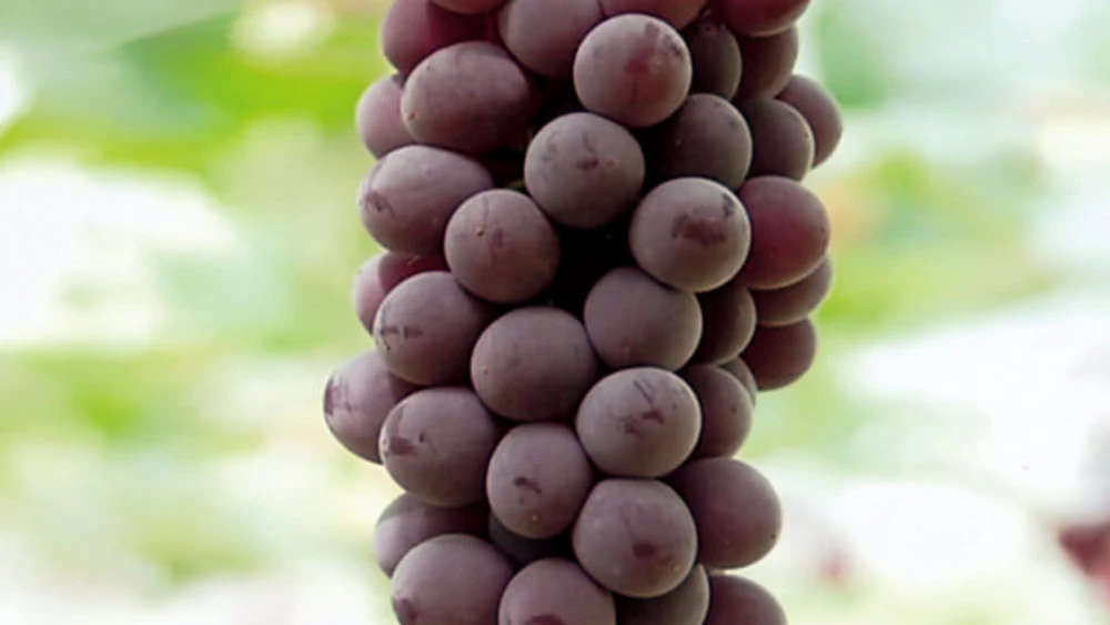 Hình dáng và hương vị của nho đen King Dela 