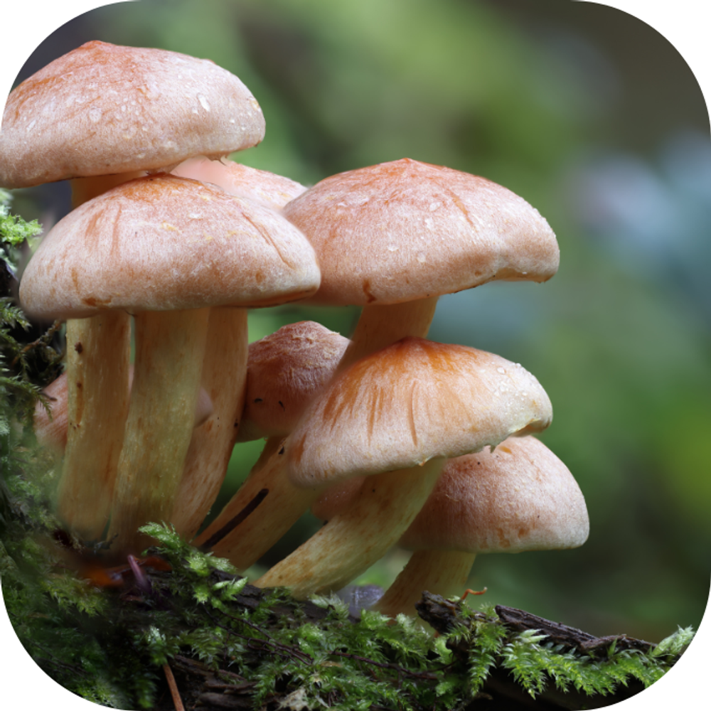 Dinh dưỡng của nấm Kingfoodmart