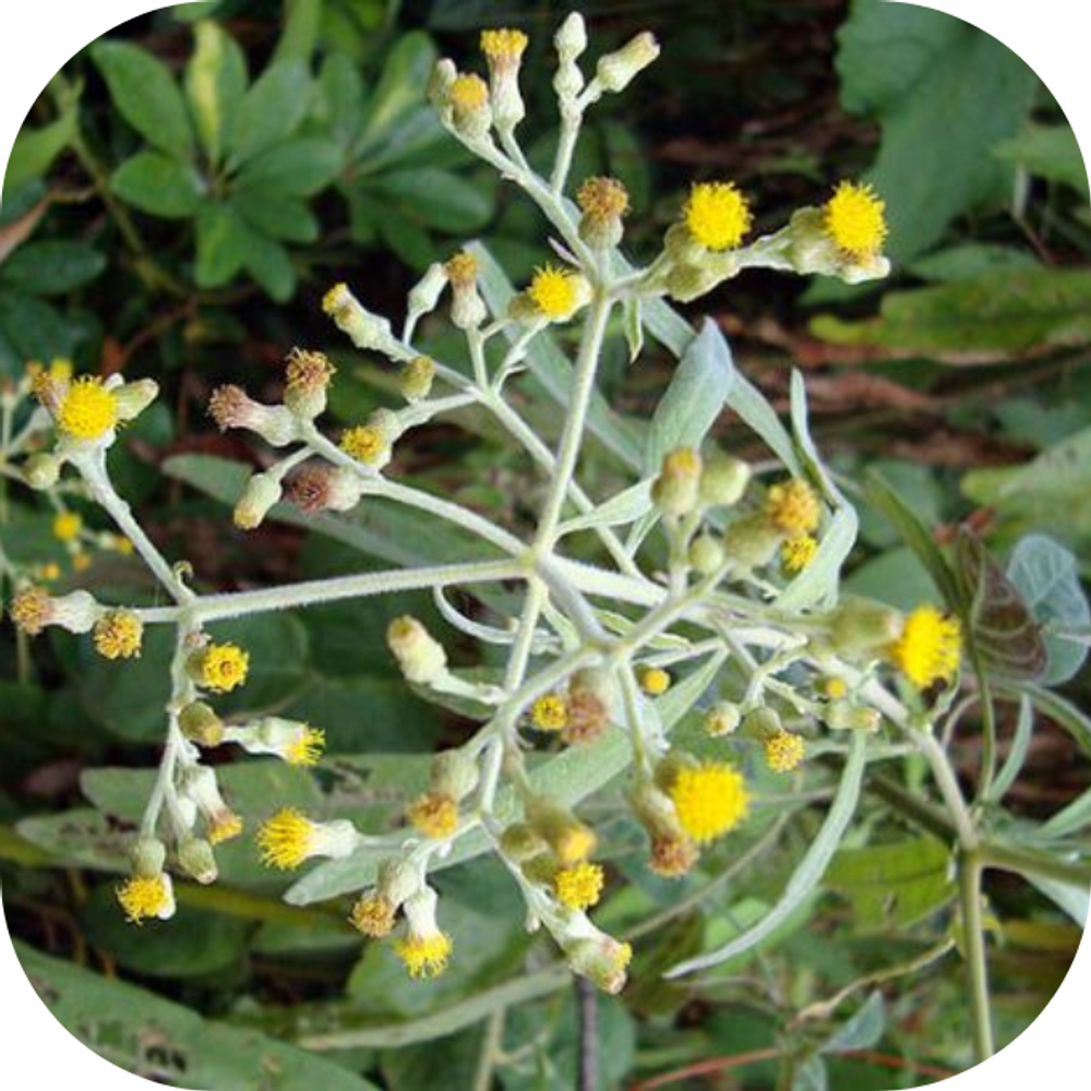 Cây đại bi và những bài thuốc chữa bệnh kingfoodmart