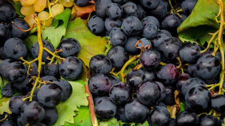 Nho đen Nagano – Mang hương vị độc đáo từ xứ sở hoa anh đào