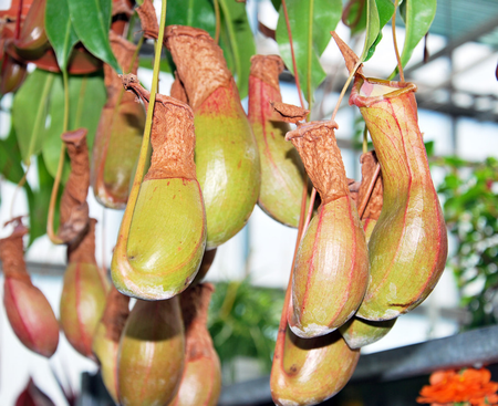 Tác dụng của cây nắp ấm