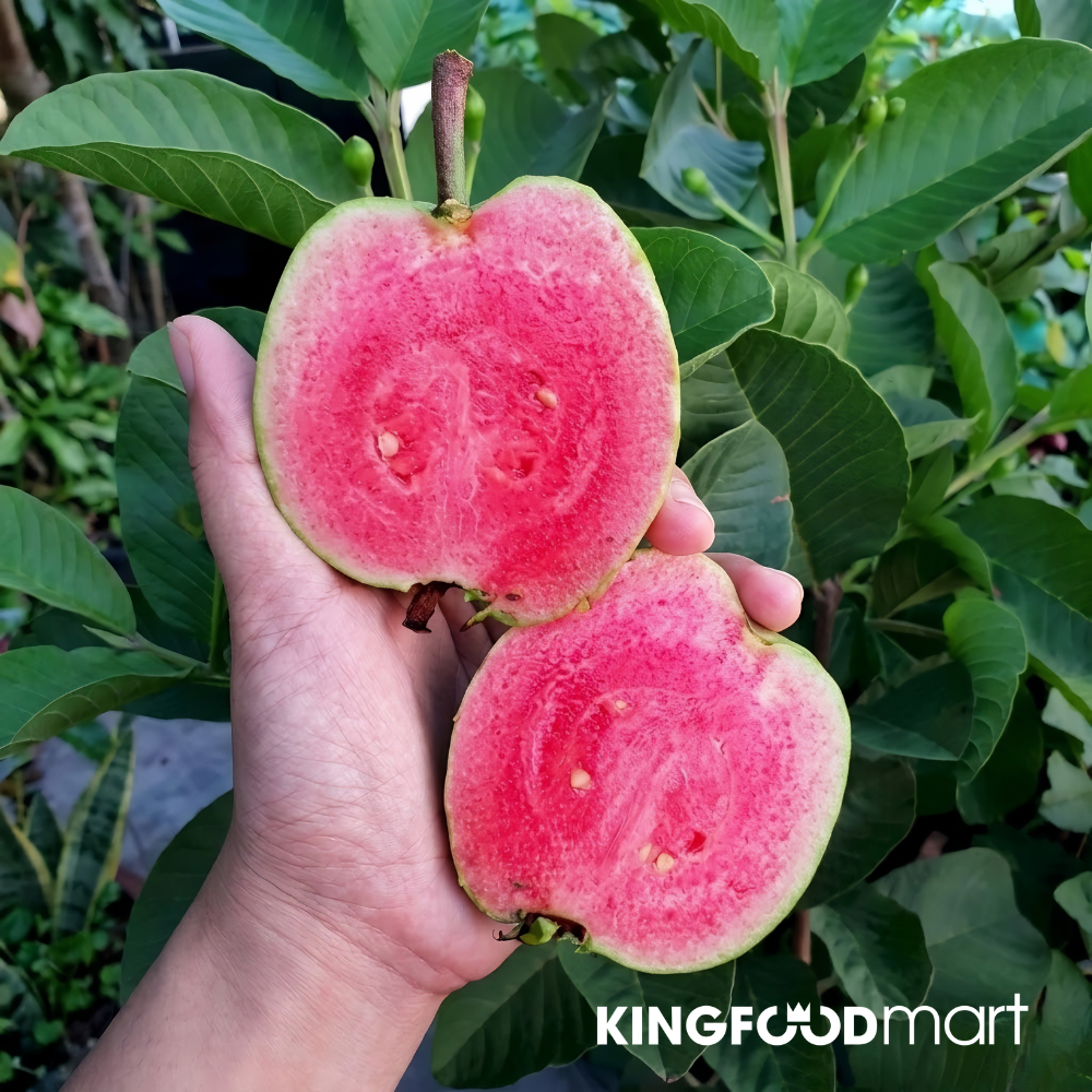 Giá trị dinh dưỡng của ổi Ruby ruột đỏ giàu lycopene, vitamin C và chất xơ, được coi là siêu quả nhiệt đới giá rẻ.  