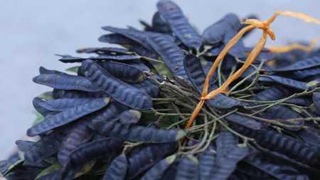 Công dụng của cây bồ kết và cách sử dụng trong điều trị