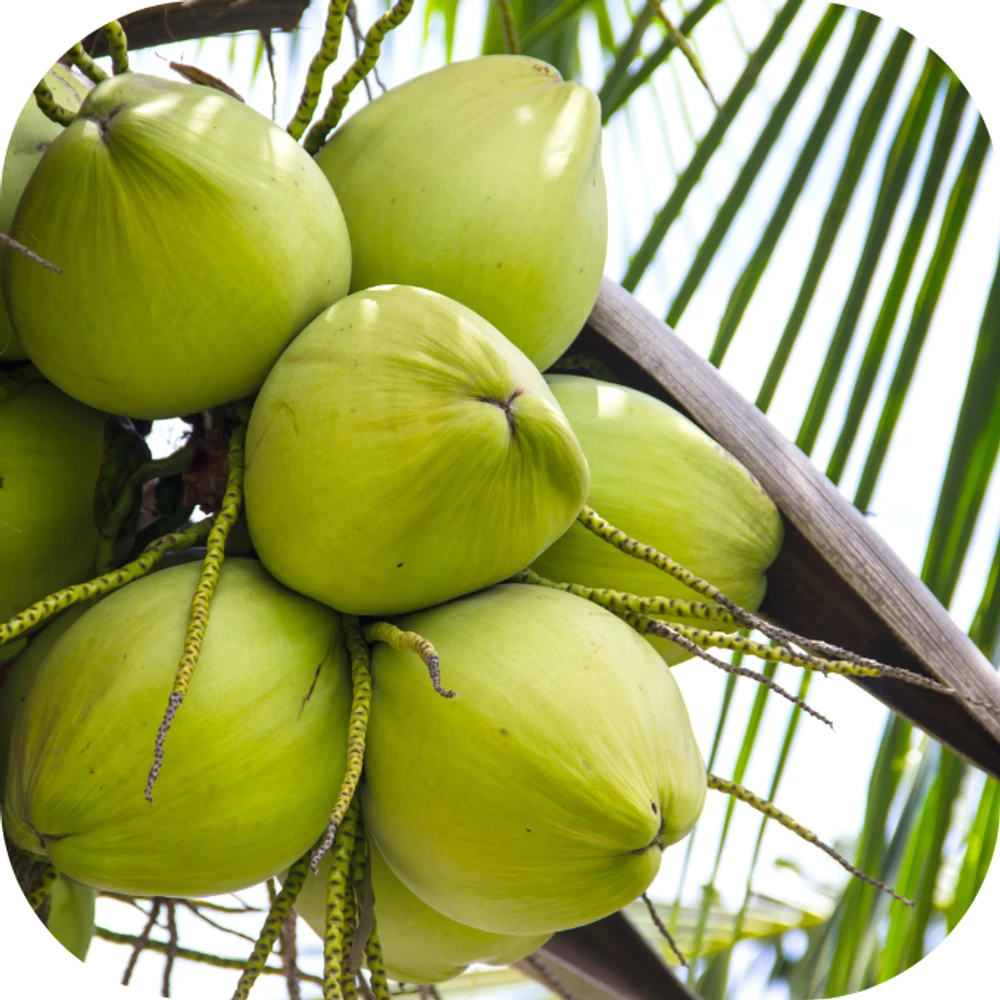 dừa Kingfoodmart