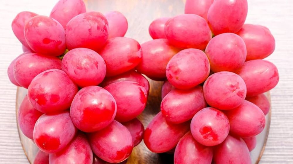 Nho đỏ Queen Rouge là giống nho như thế nào?