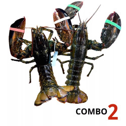 Combo 2 con tôm hùm Alaska sống size 450-550g/con