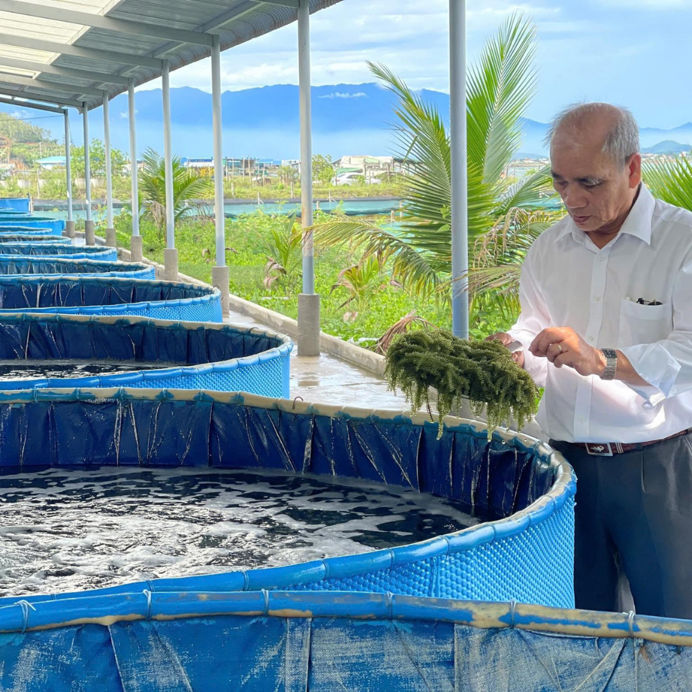Trang trại nuôi trồng rong nho tự nhiên của Trí Tín tại vùng biển sạch Khánh Hòa.