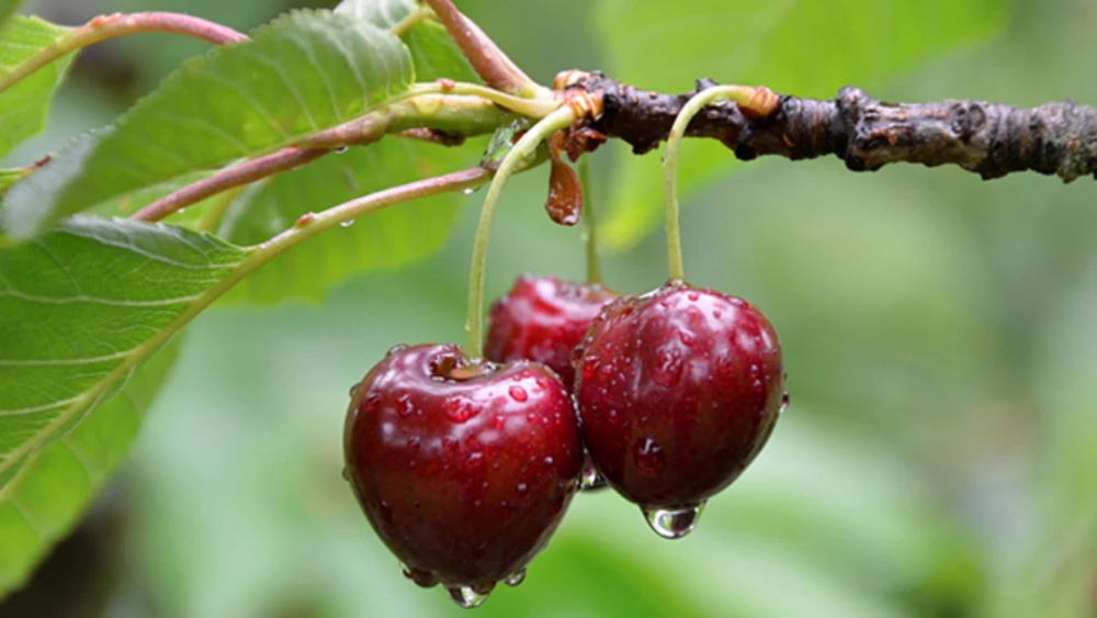 Quả cherry là gì? Đặc điểm nổi bật của cherry Úc