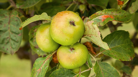 Táo Bramley – Giống táo gia truyền của Anh