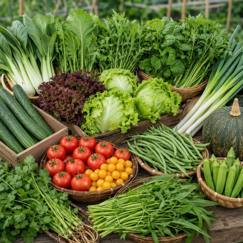 Công ty TNHH Nông Nghiệp Miền Đất Hy Vọng Việt Nam (Hopeland Vietnam Farm): Rau hữu cơ trong nhóm Tick Xanh Kingfoodmart