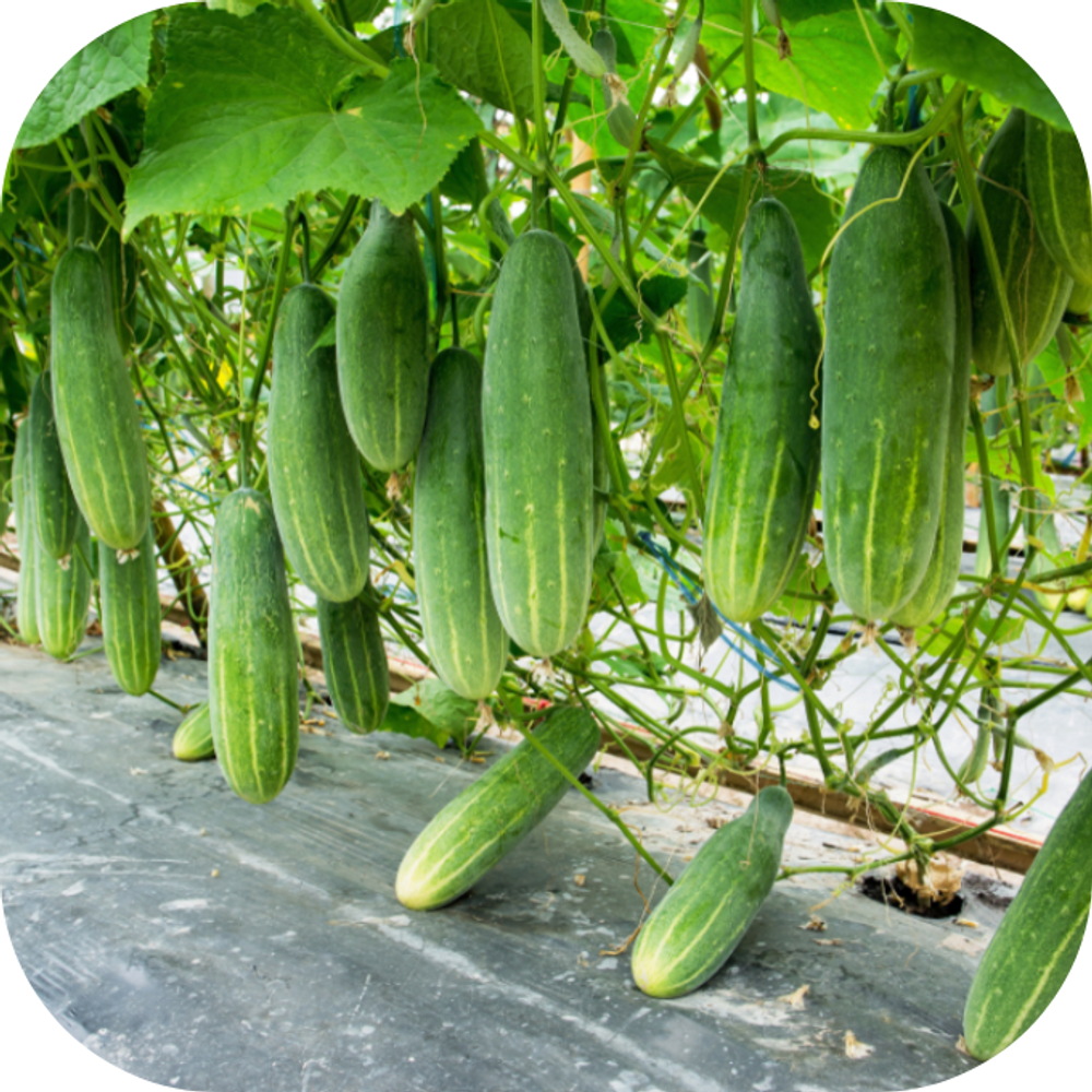 Dưa leo Kingfoodmart
