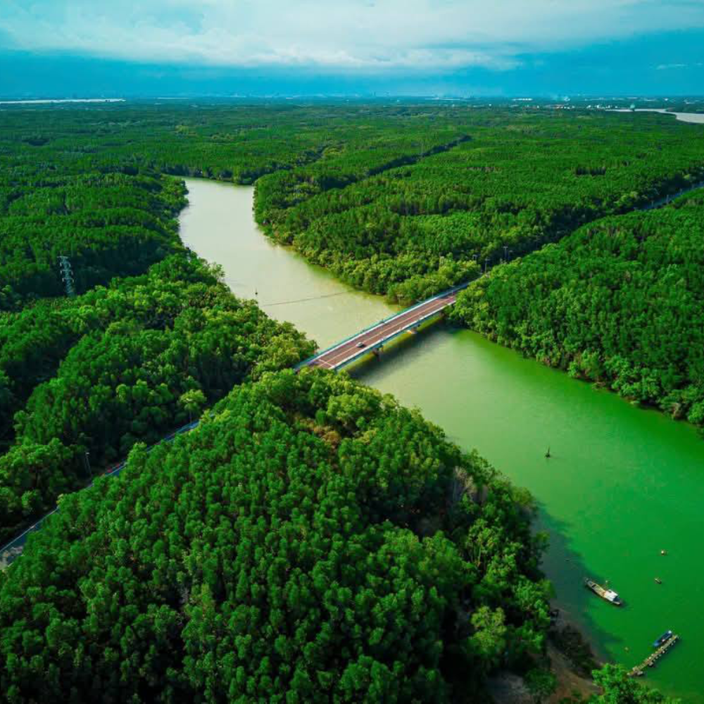 Ốc đảo rừng mặn - Cần Giờ