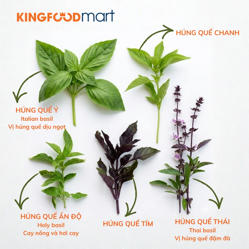 So sánh lá Holy Basil (hương nhu tía) với húng quế Ý, húng Thái và húng Việt Nam.