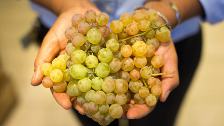 Nho Bronx – Trái nho đặc sản của Quận Bronx Mỹ