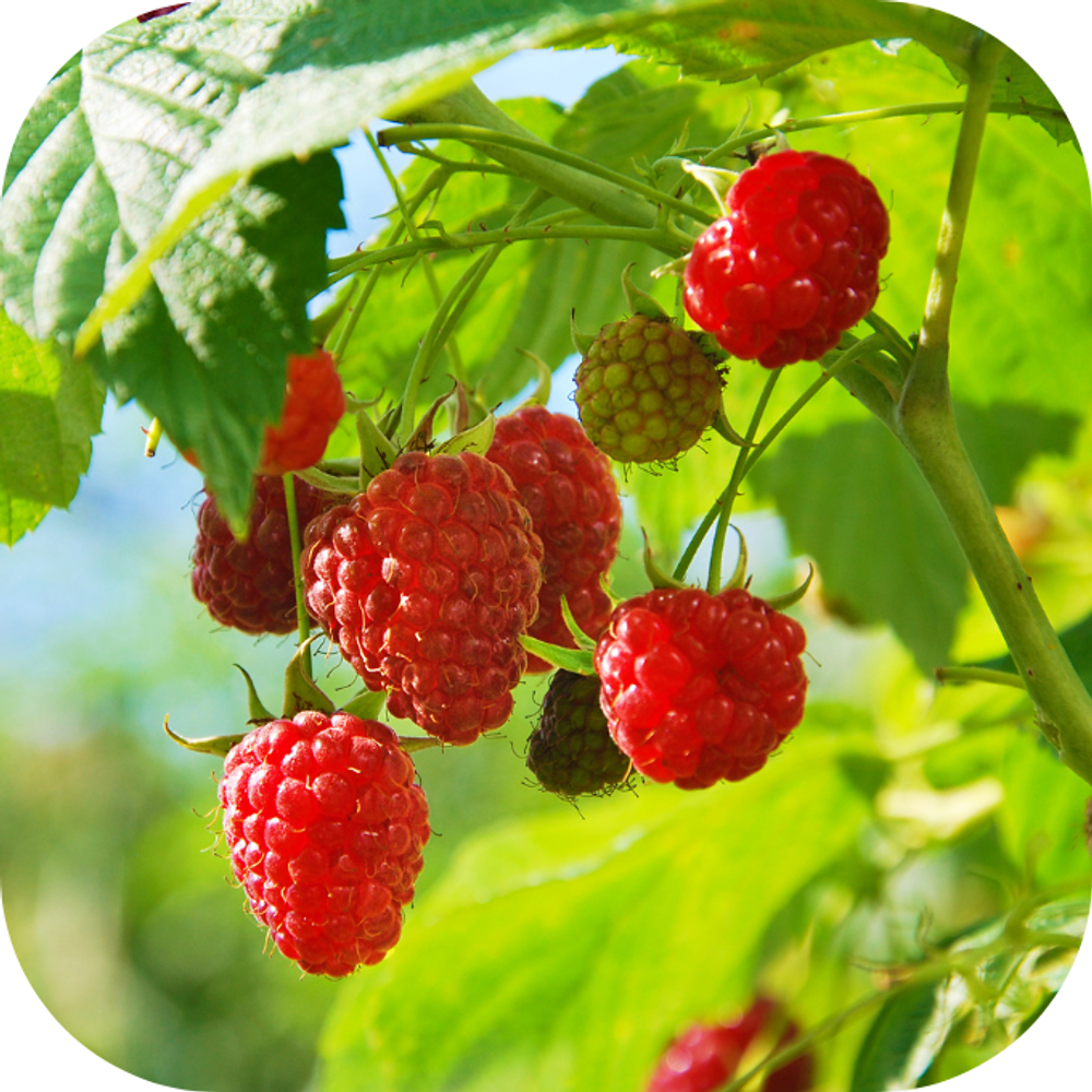 quả mâm xôi Kingfoodmart