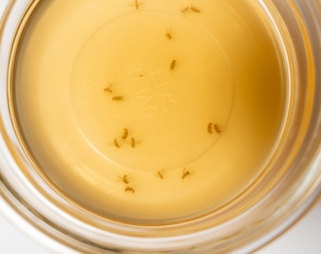 Các cách diệt ruồi giấm cực hiệu quả