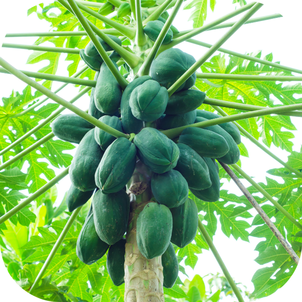 Đu đủ xanh Kingfoodmart