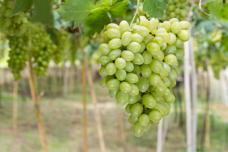 Nho xanh Ninh Thuận giá bao nhiêu?