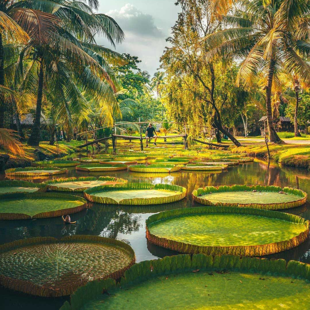 Bình Quới - miền quê giữa lòng đô thị