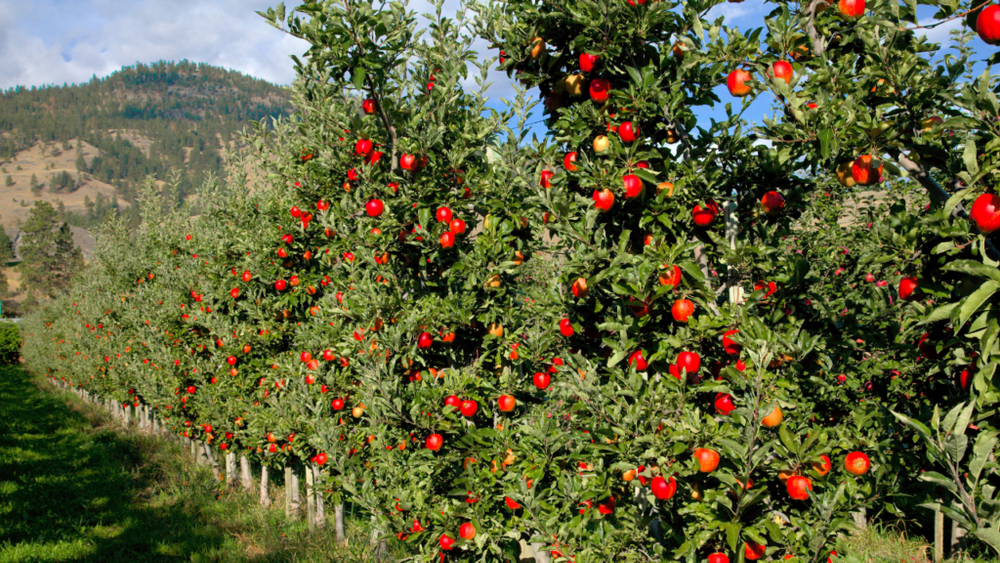 Táo Ambrosia Kingfoodmart