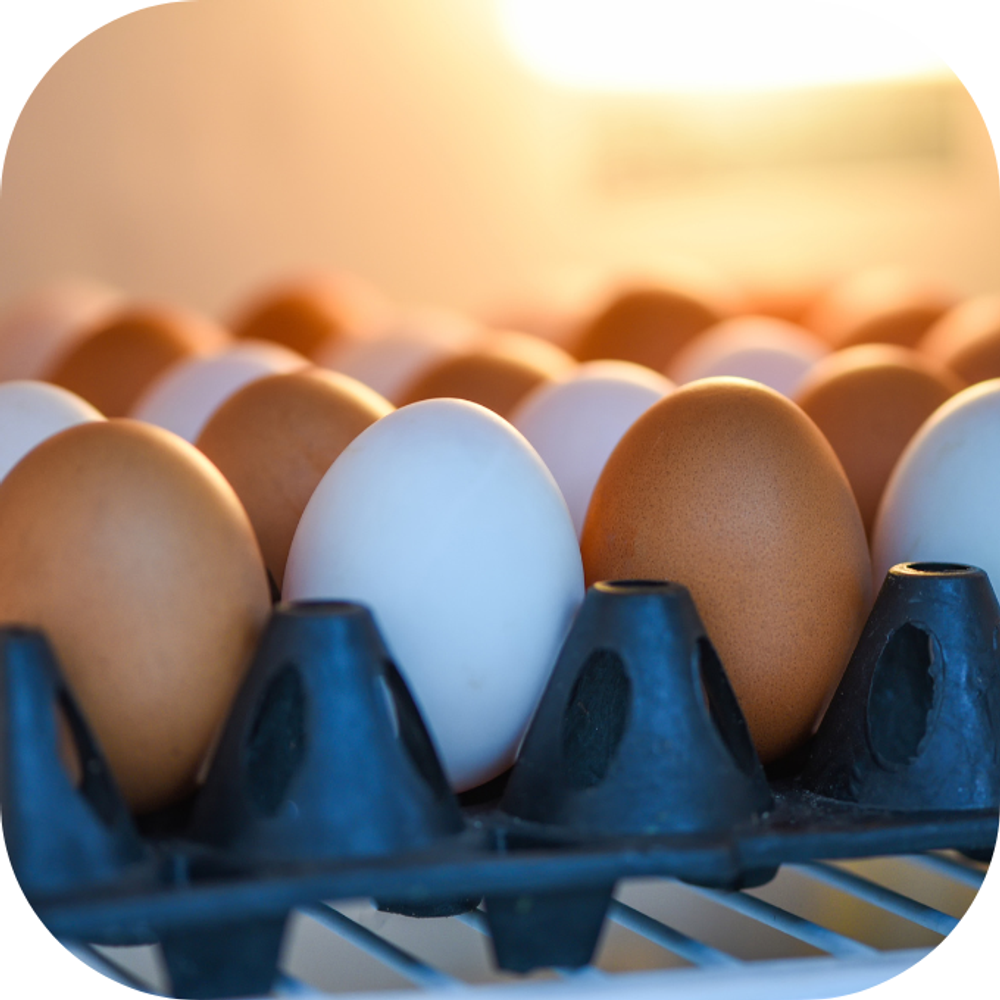 trứng tủ lạnh