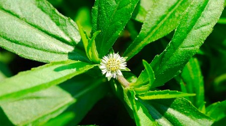 Thực hư về công dụng chữa đau dạ dày của cây nhọ nồi