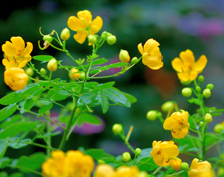 Tìm hiểu về trà Senna và cách sử dụng đúng cách