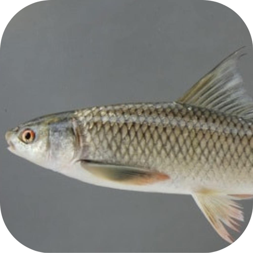 Ca troi Kingfoodmart