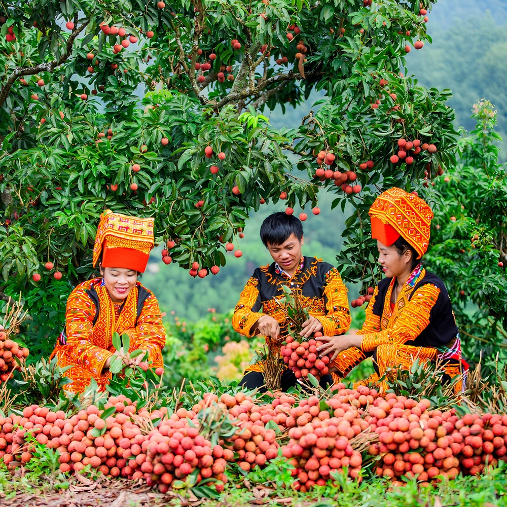 Giá vải thiều hôm nay tại vườn vải thiều Lục Ngạn Bắc Giang mùa thu hoạch 2026. (Nguồn: Internet)