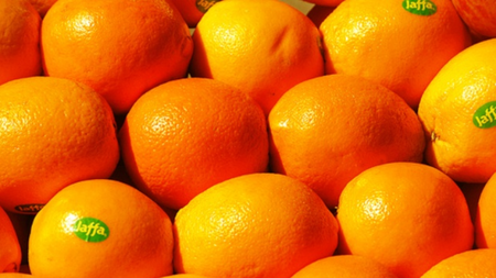 Cam Vàng Jaffa – Biểu tượng của sự tinh khiết và hương vị đặc trưng