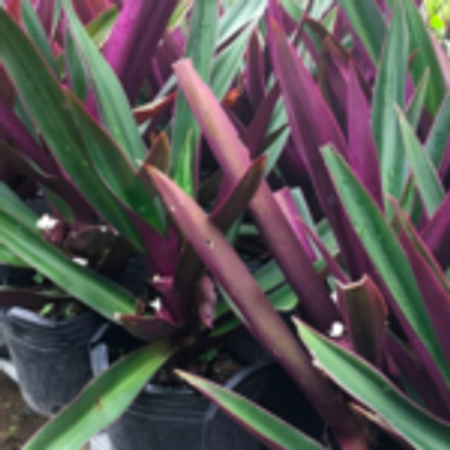 Những công dụng tuyệt vời của cây sò huyết ít ai biết