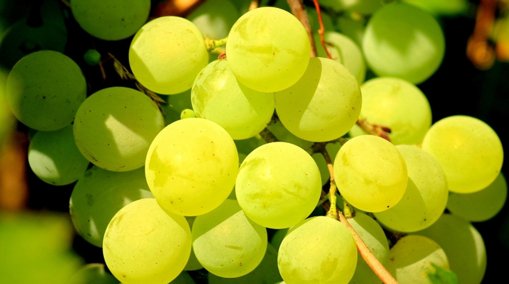 Nho xanh Green Muscat