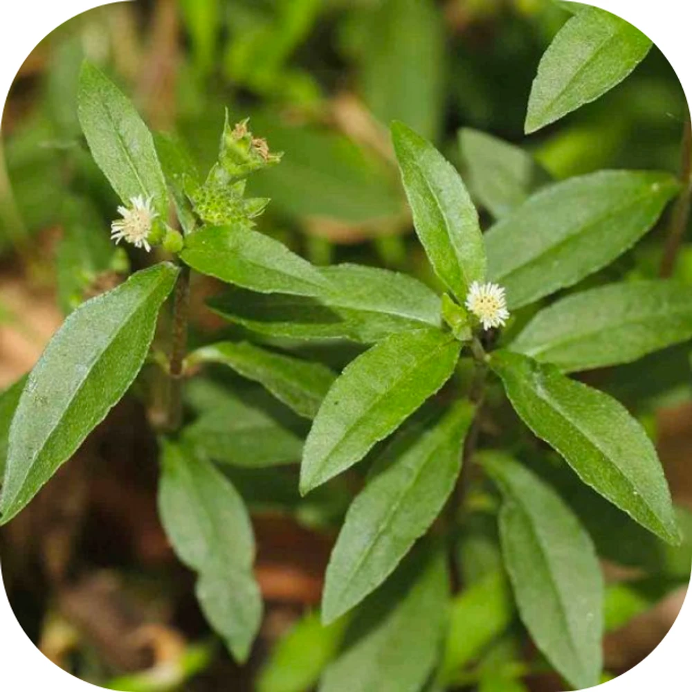cây nhọ nồi