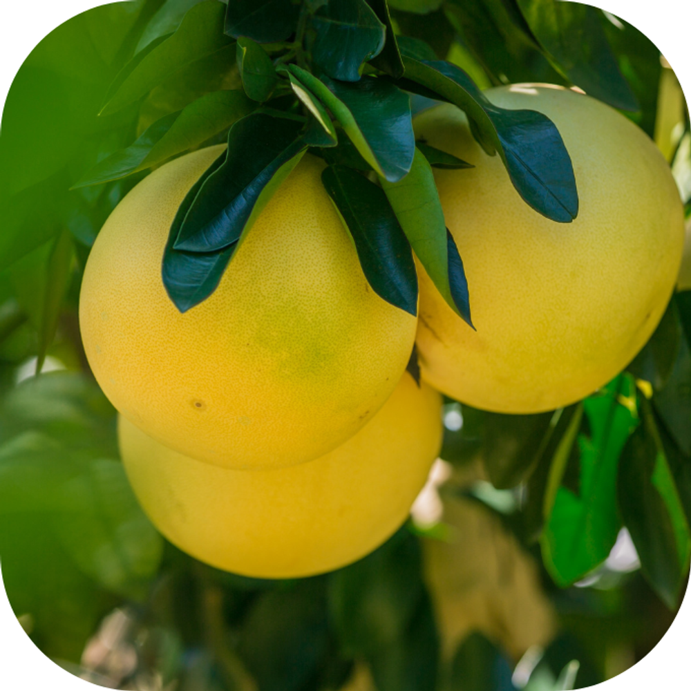 Bưởi Kingfoodmart