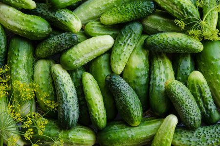 Bảo quản dưa leo trong tủ lạnh – Bí quyết giữ độ giòn ngon