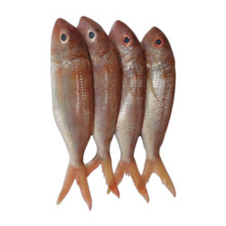 Cá cam Nhật đông lạnh 300-500g/con nguyên con (1Kg)