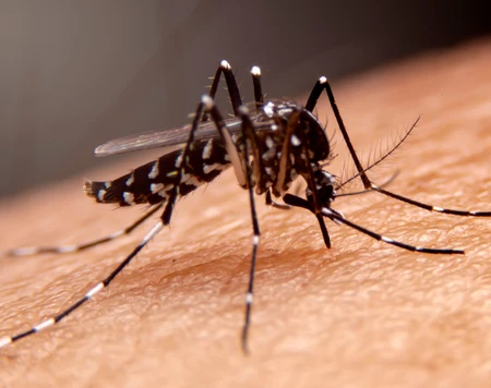 Cách phòng ngừa và đối phó bệnh sốt xuất huyết Dengue