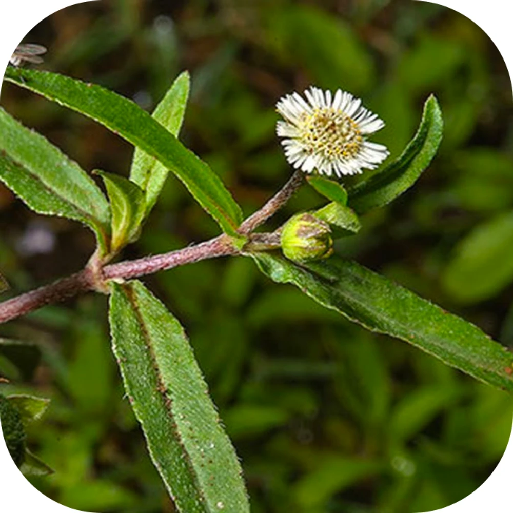 cây nhọ nồi