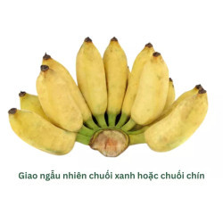 Chuối sứ nhánh 1.3KG (1 Nhánh)