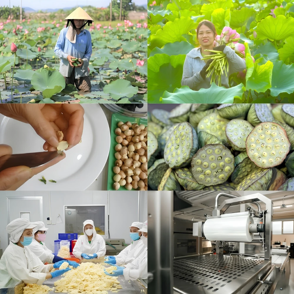 Cánh đồng sen miền Tây, nông dân thu hoạch sen và dây chuyền đóng gói hiện đại.