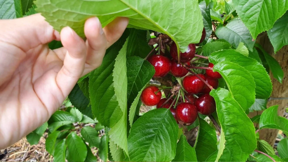 Mùa vụ của cherry Úc
