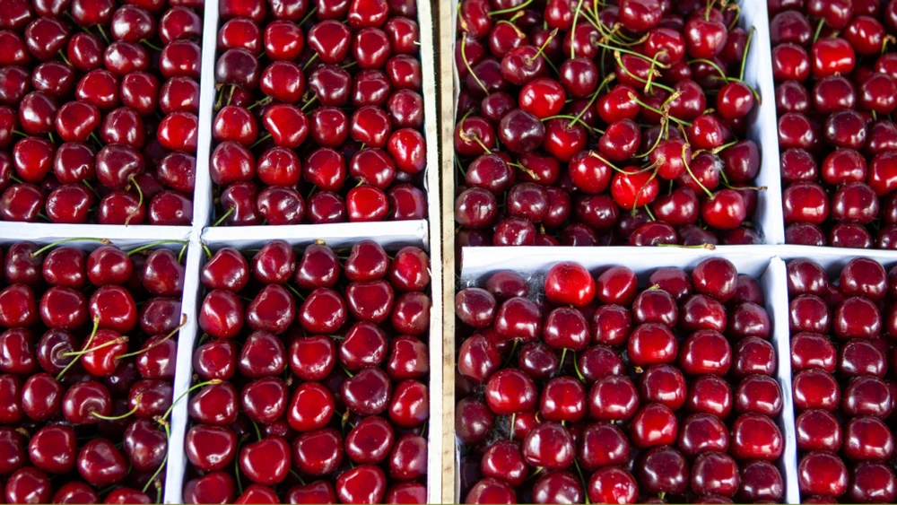 Mùa thu hoạch cherry Mỹ Kingfoodmart