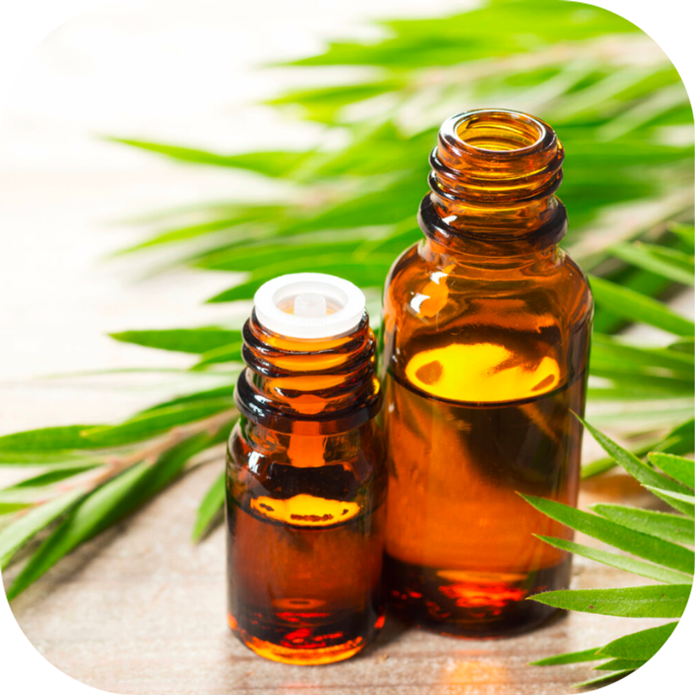 tinh dầu tràm trà