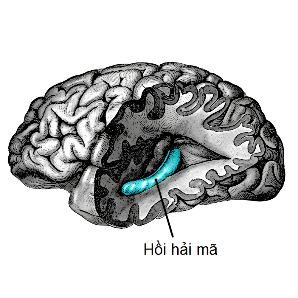 Hippocampus tạo ký ức bối cảnh giải thích tại sao nhớ người cũ dù đã lâu khi quay lại địa điểm quen. (Nguồn: Internet)