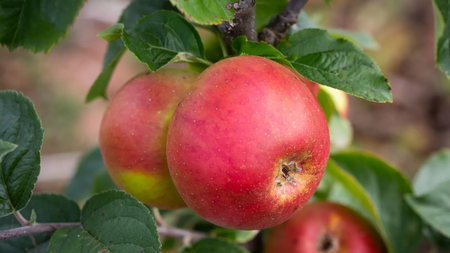 Táo Blenheim Orange – Giống táo có hương vị hòa trộn độc đáo 