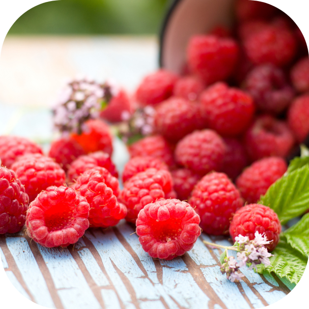 Mâm xôi Kingfoodmart