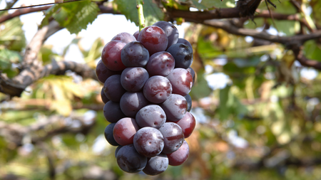 Nho đen Pione – Trái cây thơm mát tự nhiên từ Nhật Bản