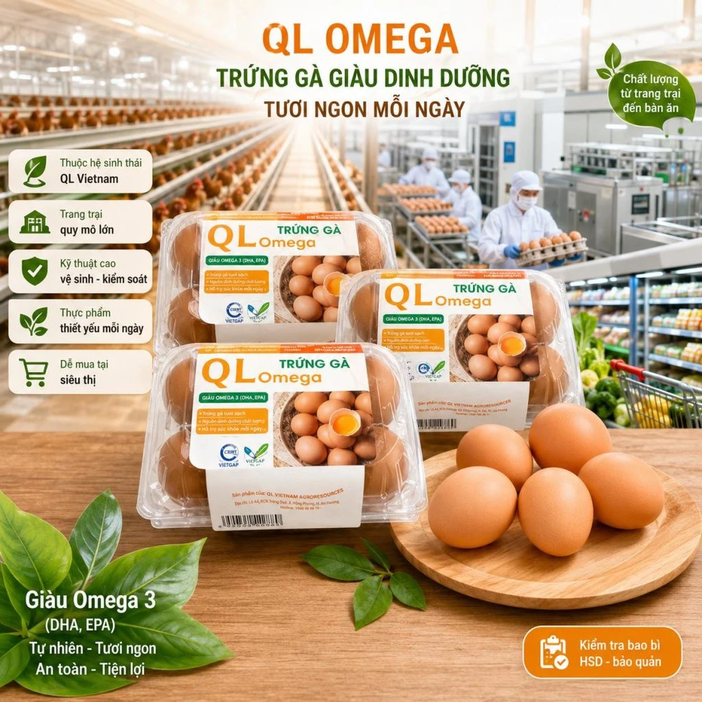 QL Vietnam Agroresources: Trang trại trứng gà hiện đại trong nhóm Tick Xanh Kingfoodmart