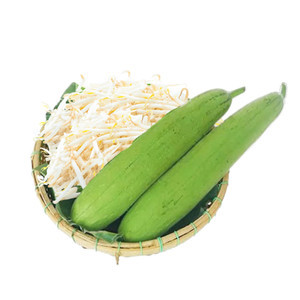 Combo 2 trái mướp hương & Giá sống